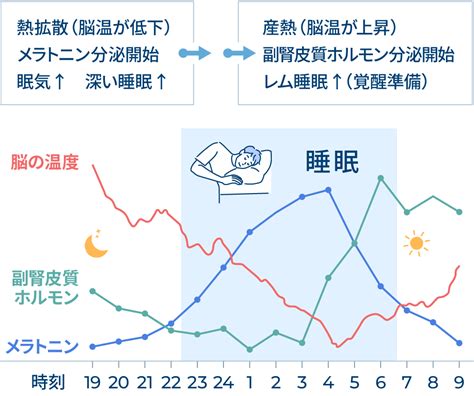 睡眠中|眠りのメカニズム 